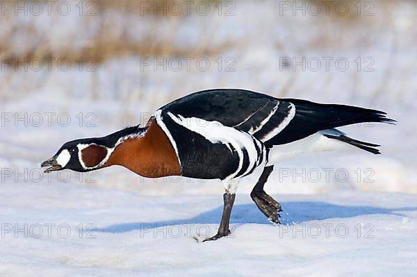 Red-breasted Goose