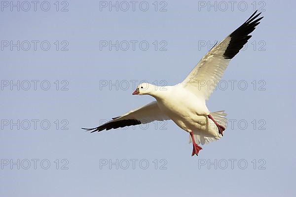 Ross's ross's goose