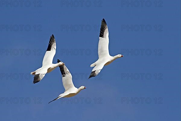 Ross's Goose