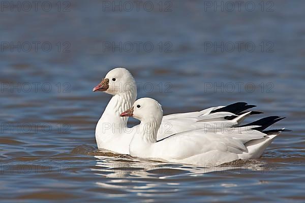 Ross's Goose