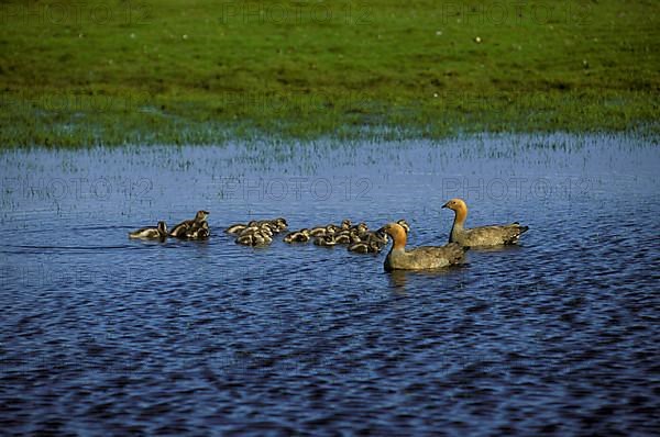 Ruddy-headed gooses