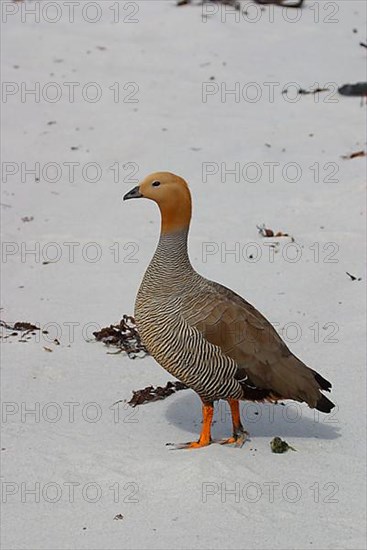 Ruddy-headed goose