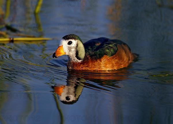African african pygmy goose