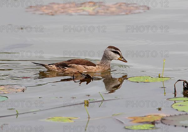 Cotton pygmy goose