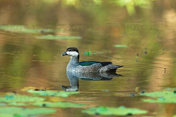 Green Pygmy-goose