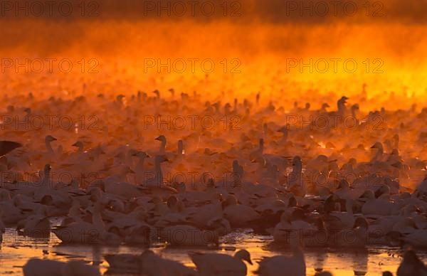 Snow geese