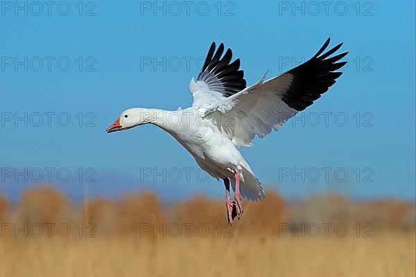 Snow goose