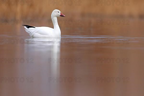 Snow goose