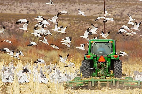 Flock of snow goose