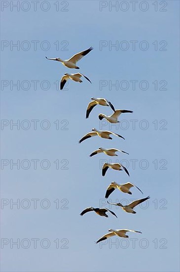 Snow goose