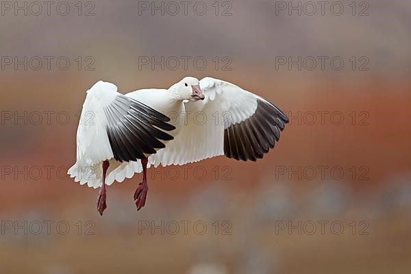 Snow Goose