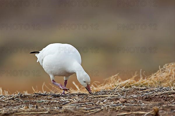 Snow Goose