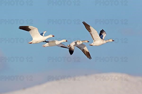 Snow Goose