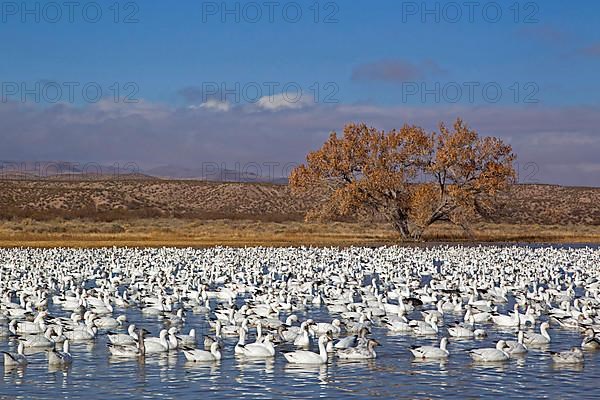 Snow Goose