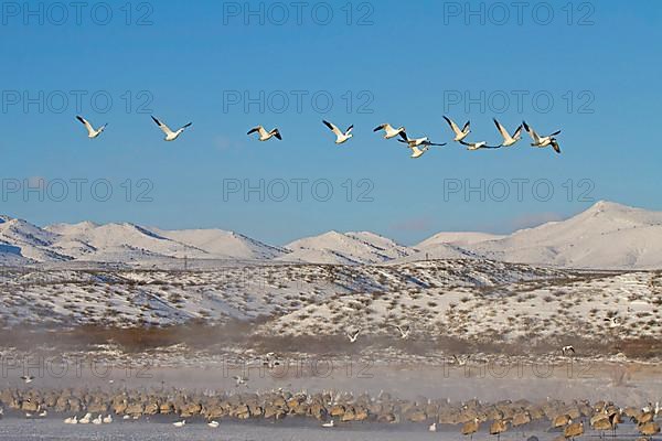 Snow Goose