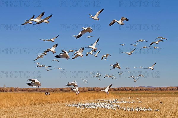 Snow Goose