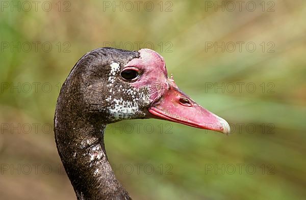 Spur-winged goose