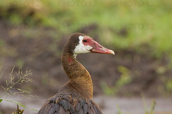 Spur-winged goose