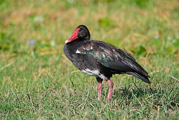 Spur-winged goose