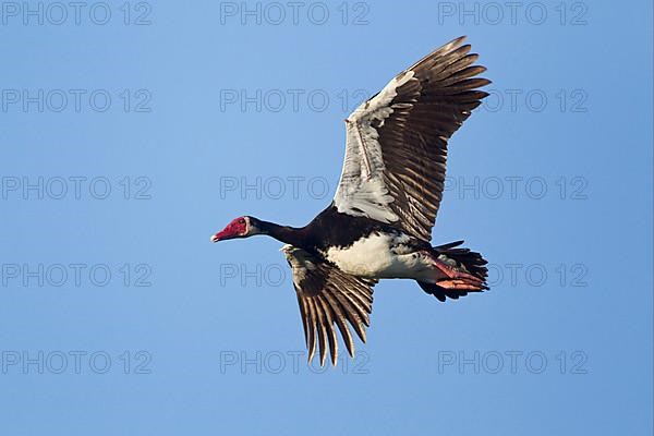 Spur-winged goose