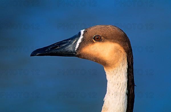 Swan goose