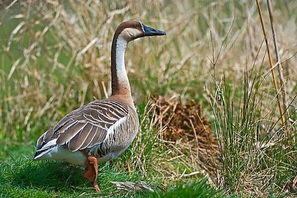 Swan goose