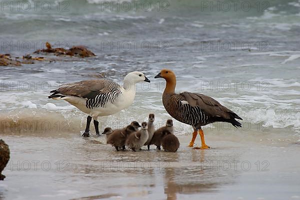 Upland goose