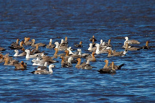 Upland goose