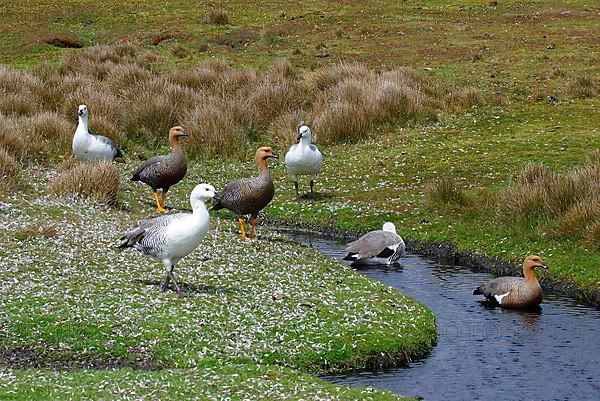 Upland goose