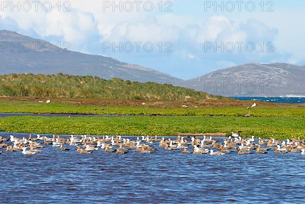 Upland goose