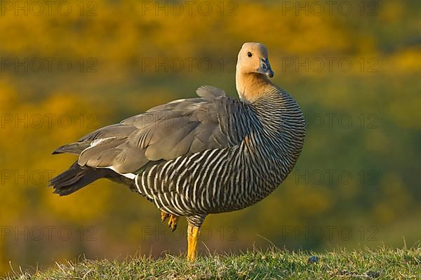 Upland goose