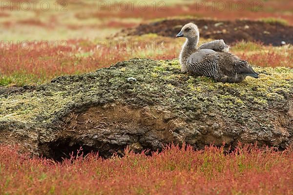 Upland goose