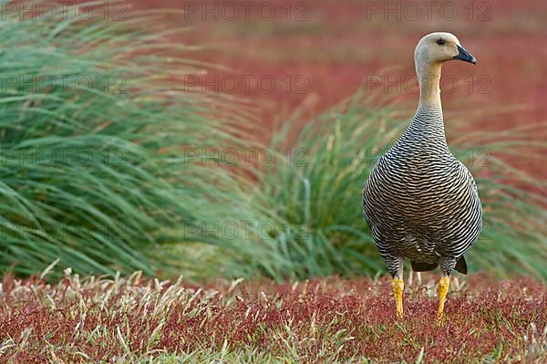 Upland goose