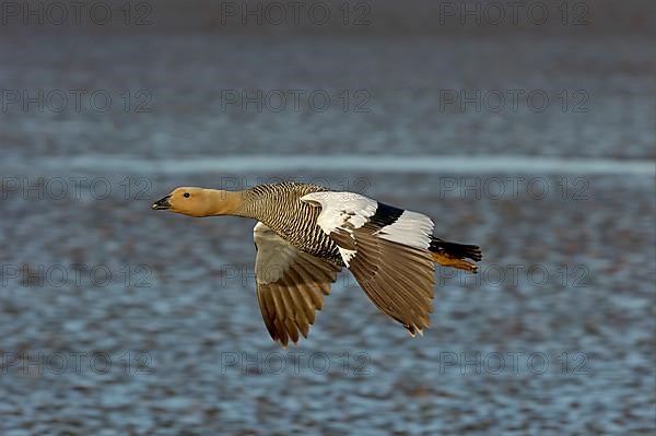 Upland goose