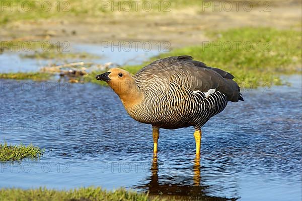 Upland goose