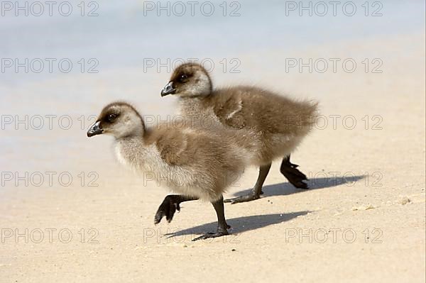 Upland goose