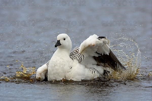 Upland goose