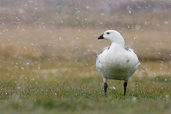 Upland Goose