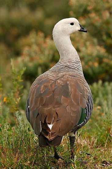 Upland Goose