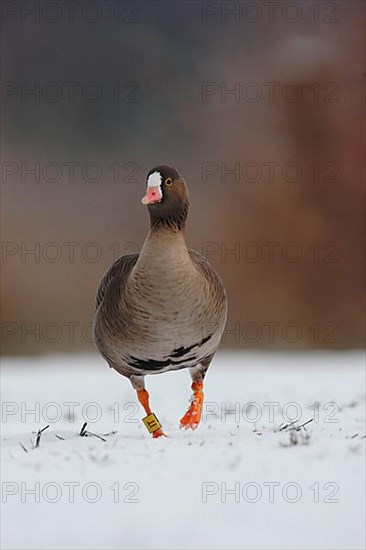 Lesser white-fronted goose