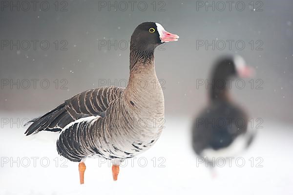 Lesser white-fronted goose