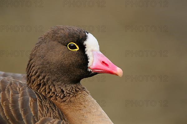 Lesser white-fronted goose