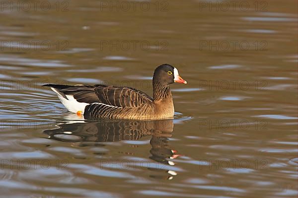 Lesser white-fronted goose