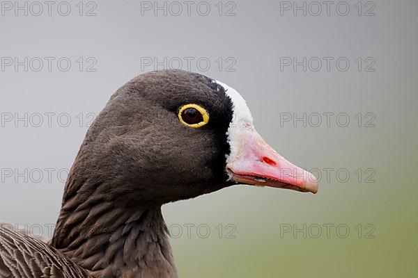 Adult lesser white-fronted goose