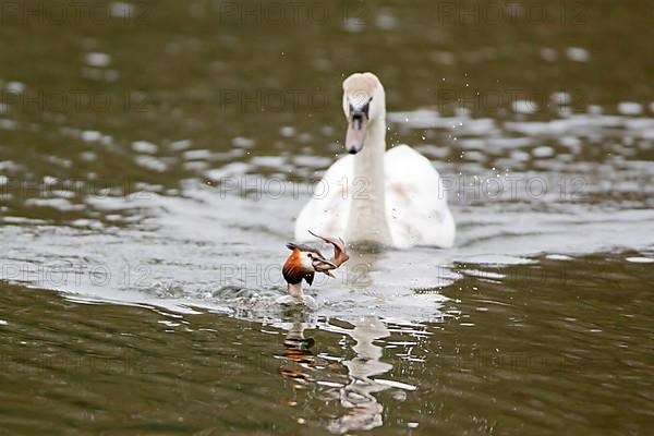 Great crested grebe