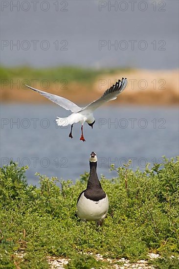 Adult black-headed gull