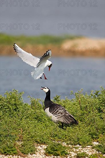 Adult black-headed gull