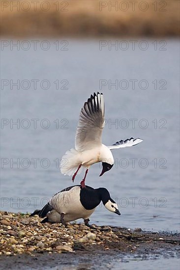 Black-headed gull