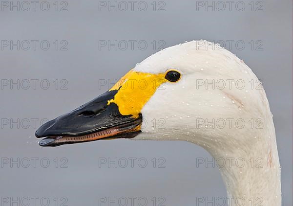 Adult tundra swan