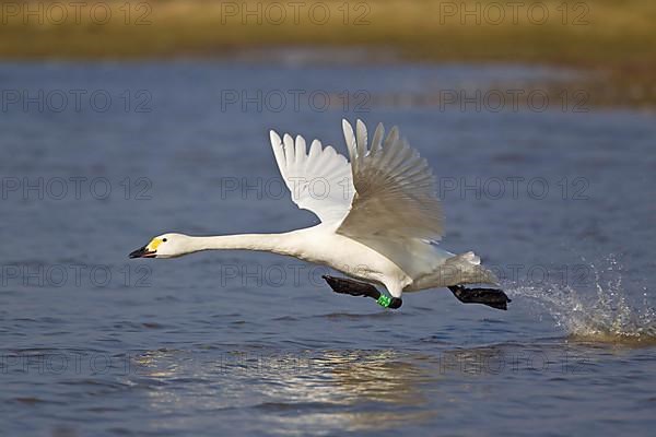 Bewick's Swan